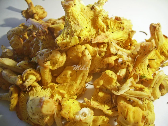 Chanterelle stew with sour cream