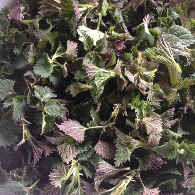 Forest Keeper’s Soup (Lenten)