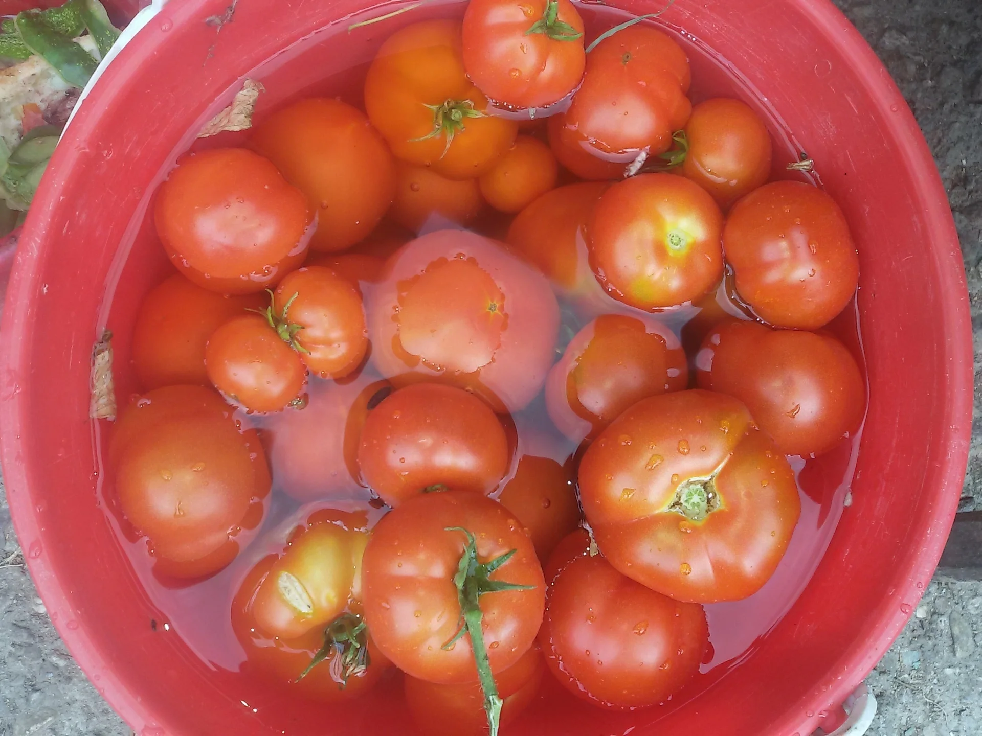 Tomatoes in their own juice