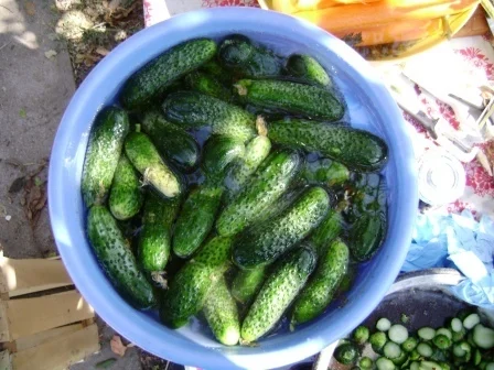 Panacris Cucumbers