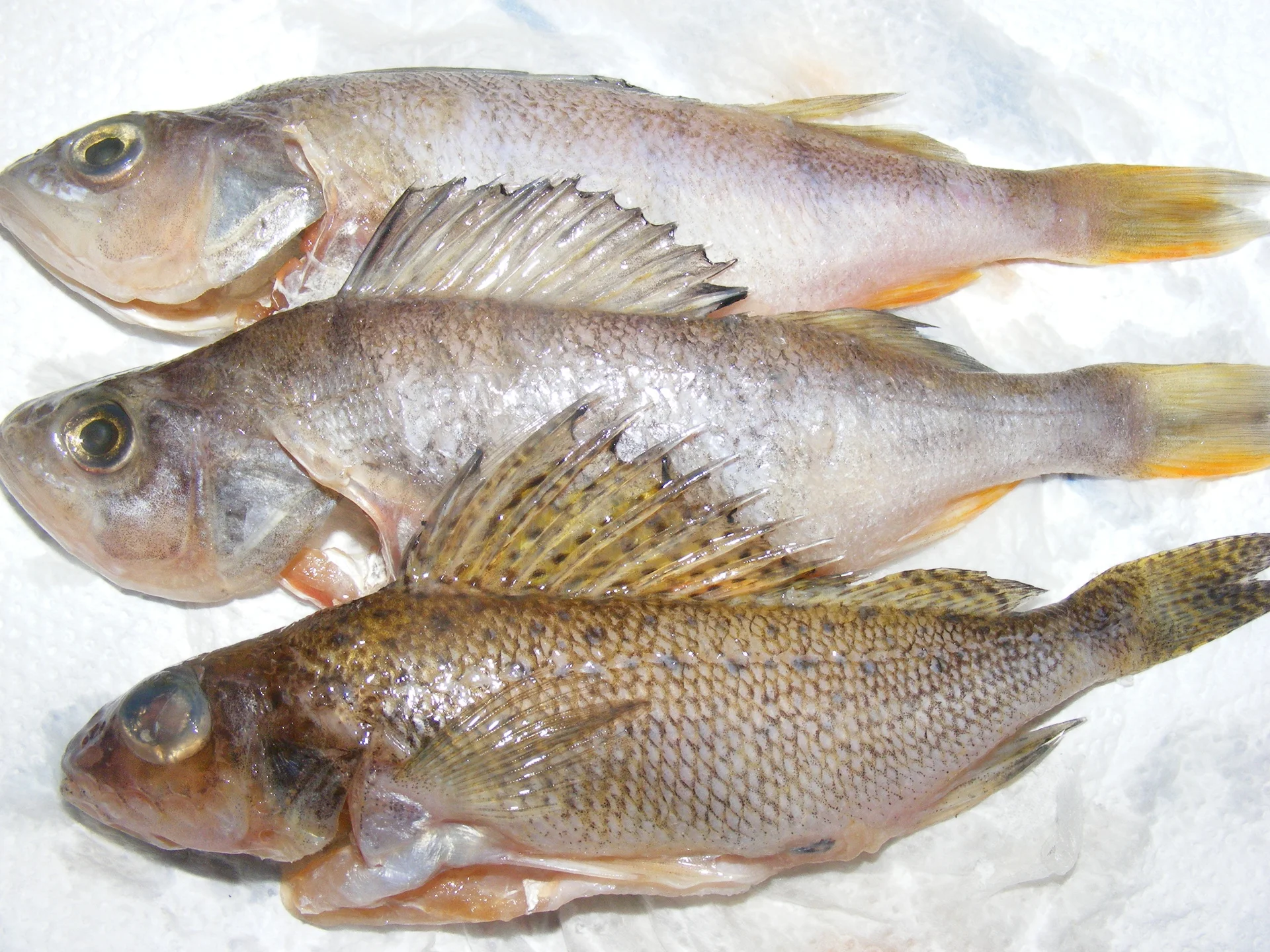 Crispy fried small fish