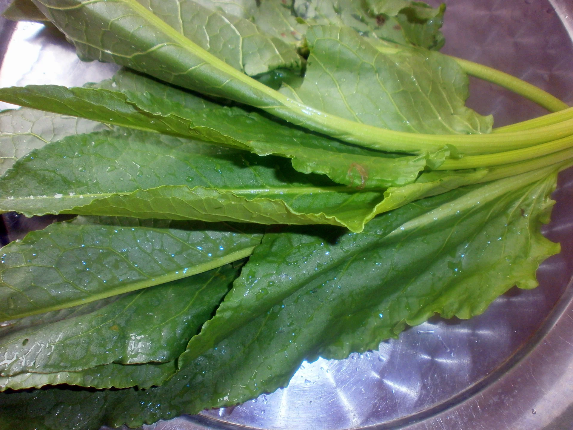 Vegan stuffed cabbage rolls in chard leaves