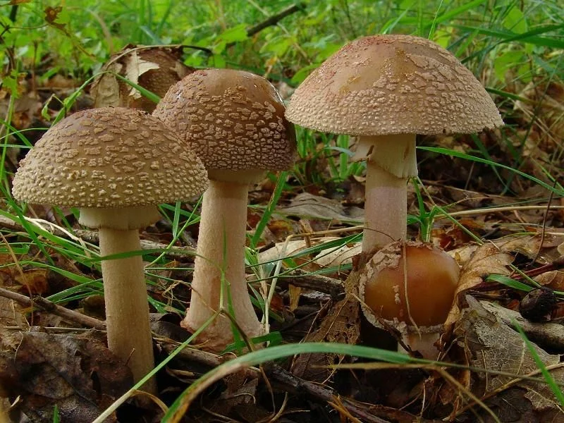 Forest mushroom stew
