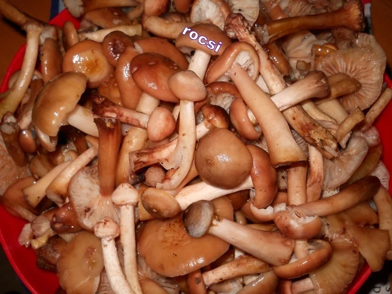 Mushrooms in jars for winter