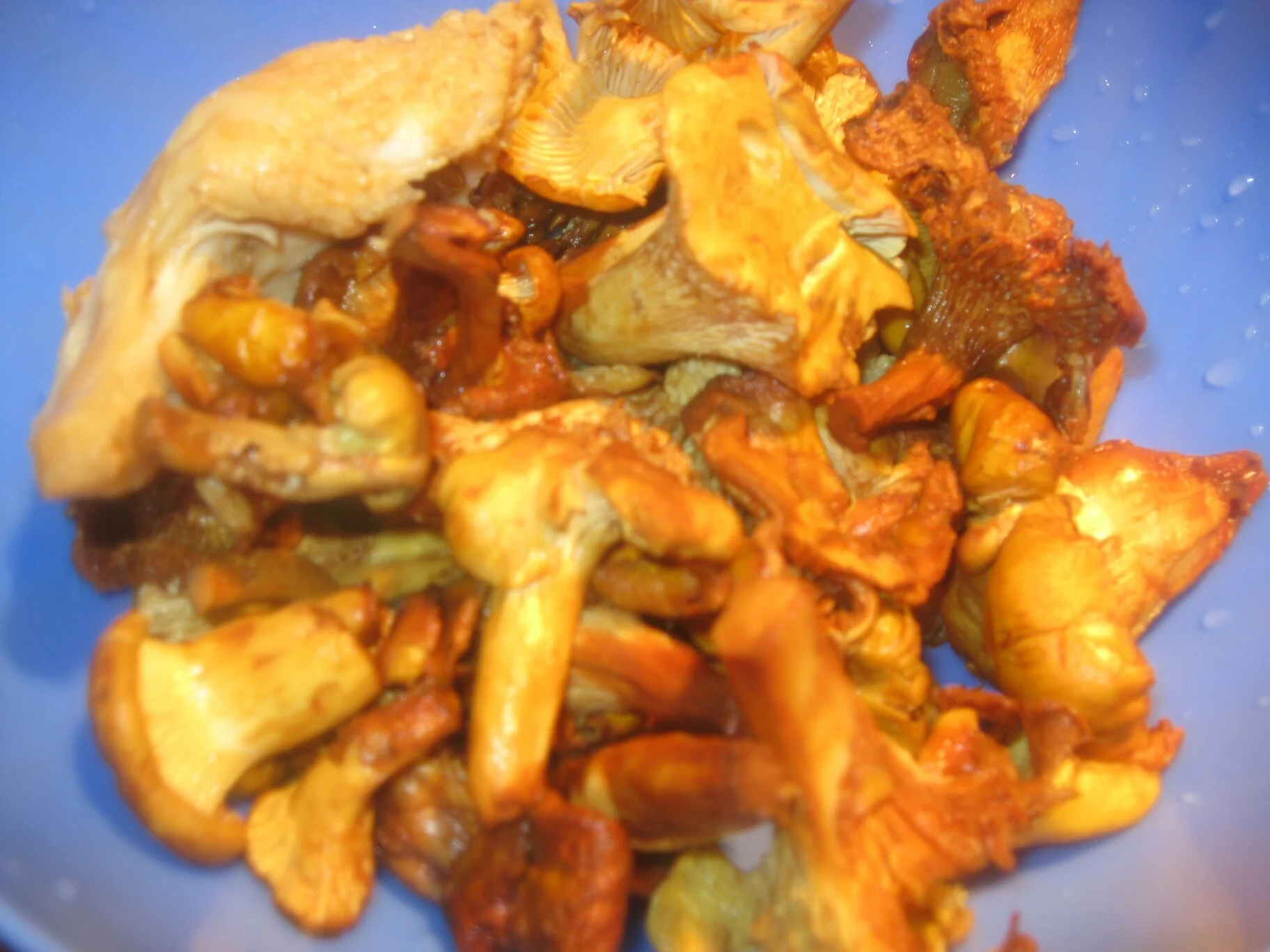 Mushrooms in sour cream sauce