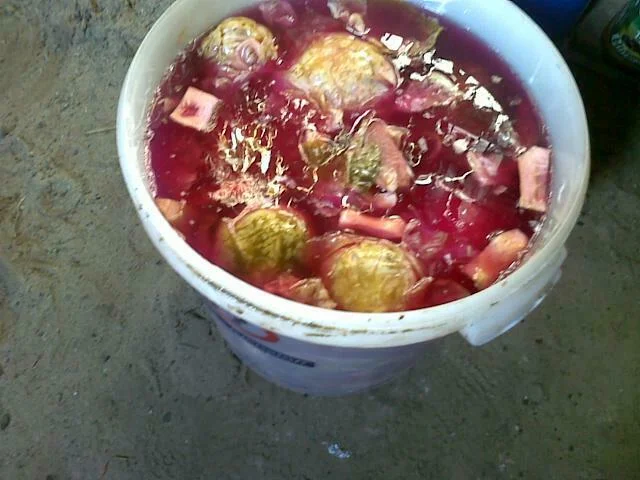Pickled cabbage
