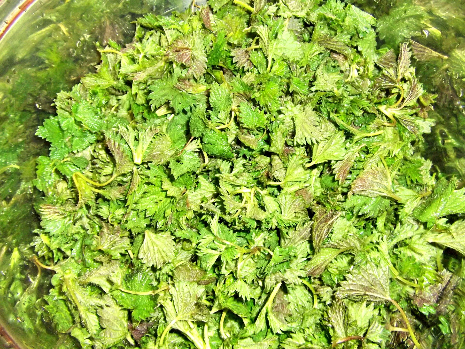 Bean soup with nettles