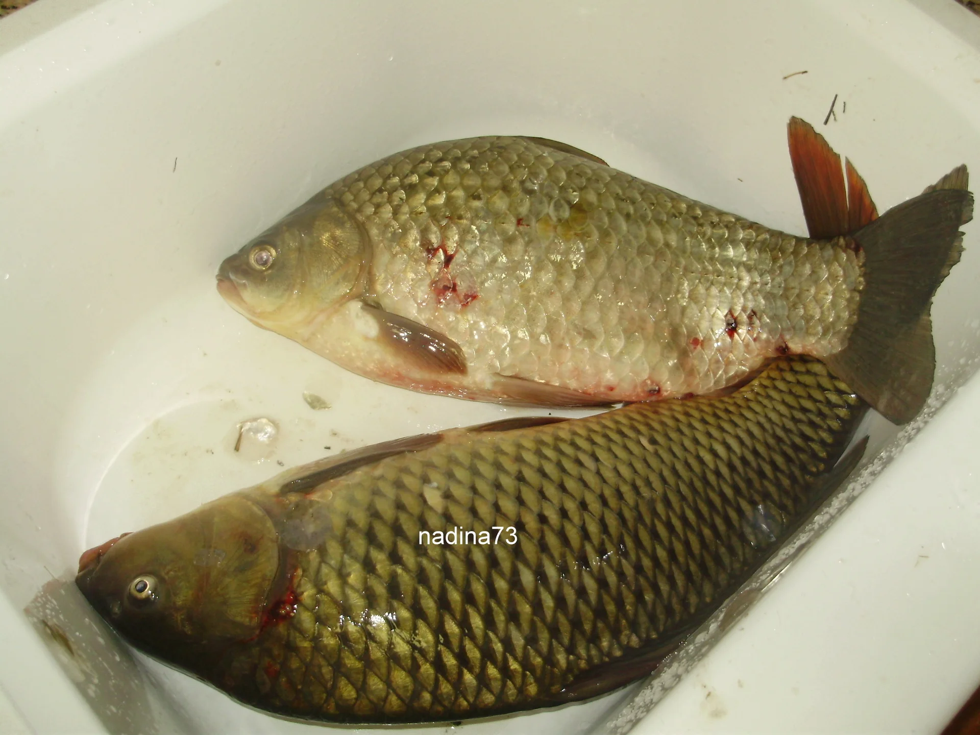 Oven-baked carp steak