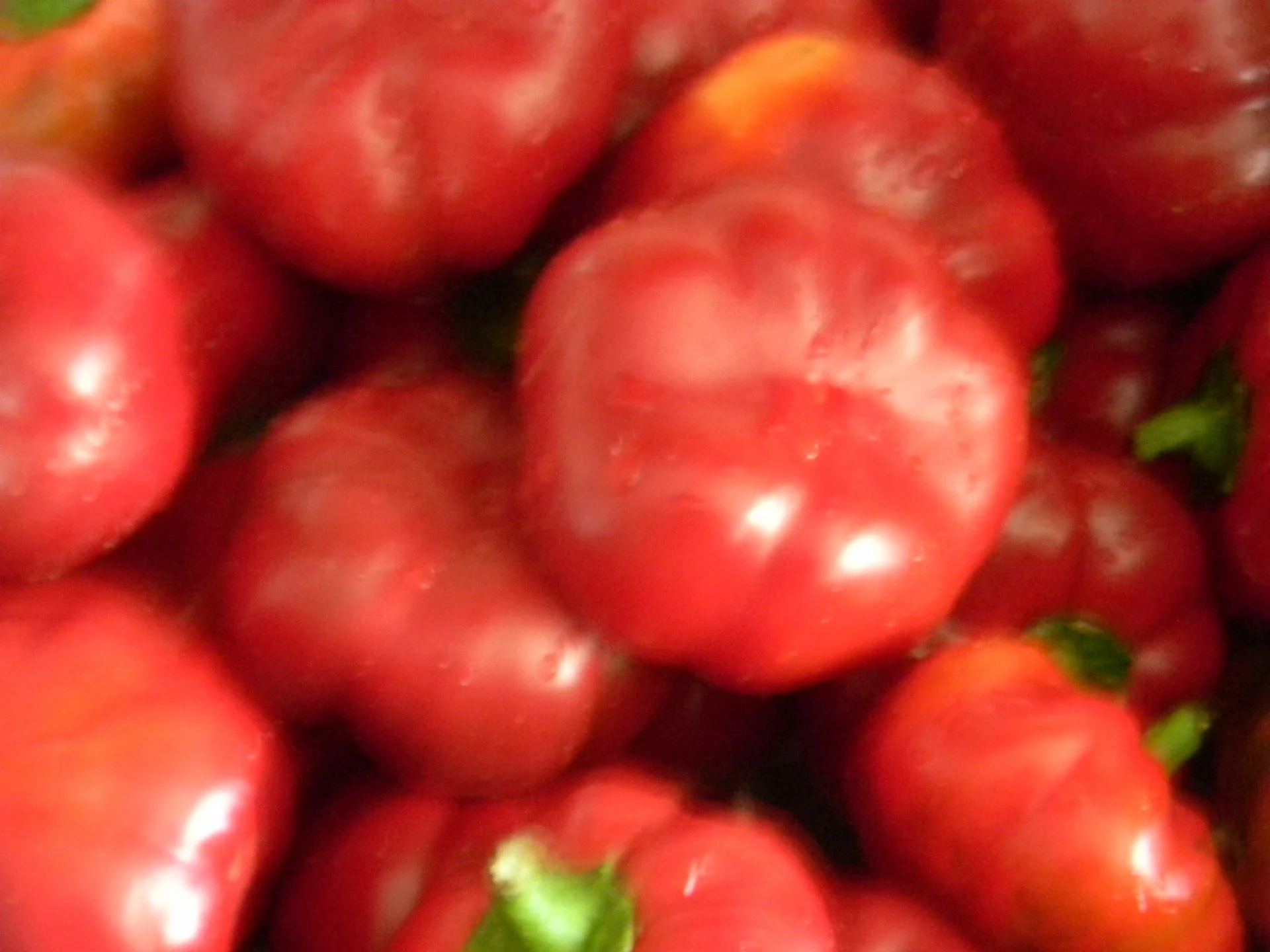 Horseradish Peppers (cold marinated)