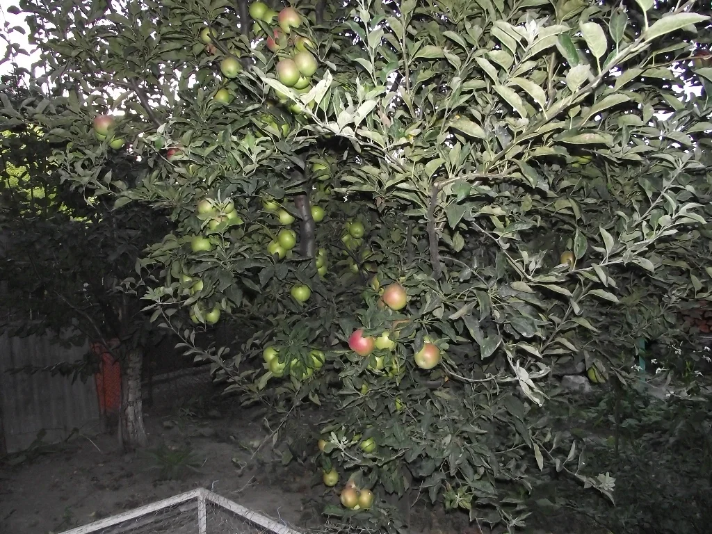 Apple nectar with mint