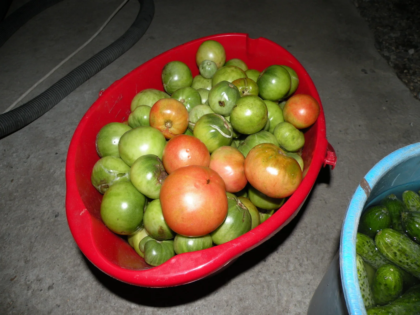 Gherkins and cucumbers for winter