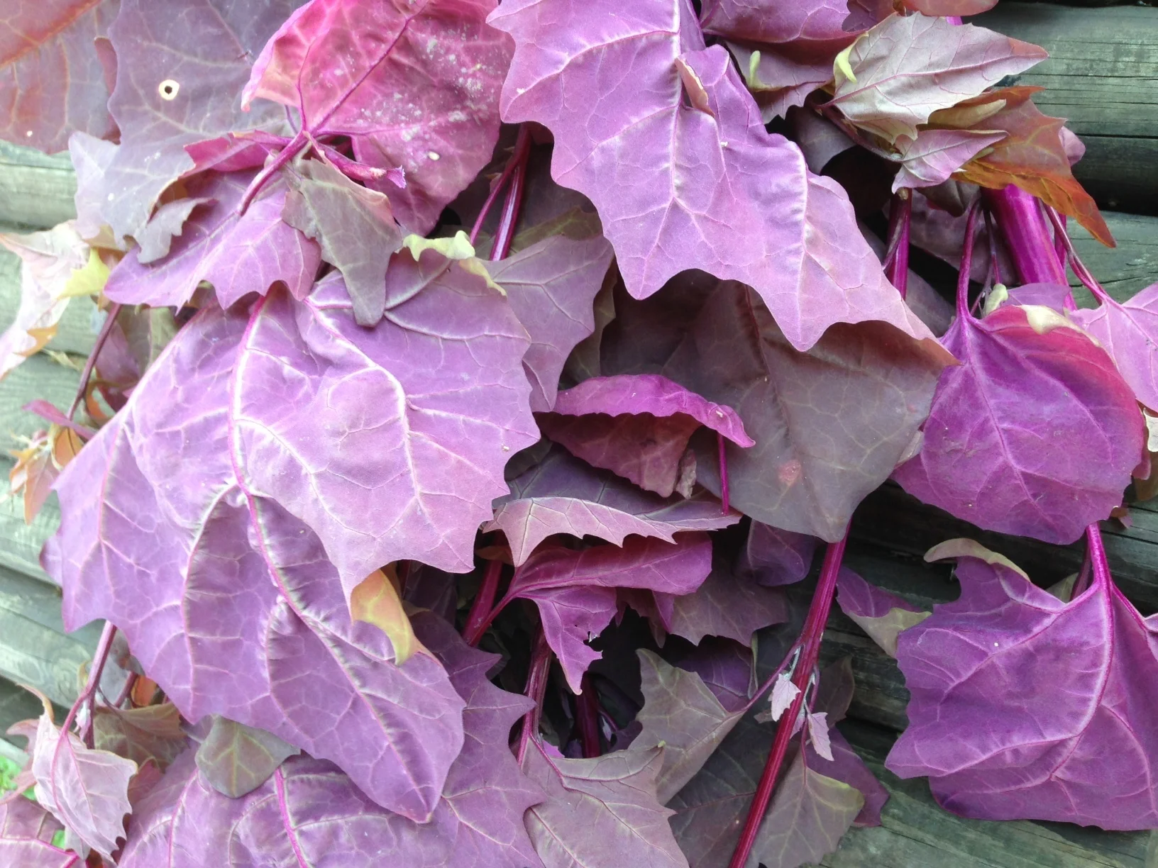 Loboda in a jar for winter