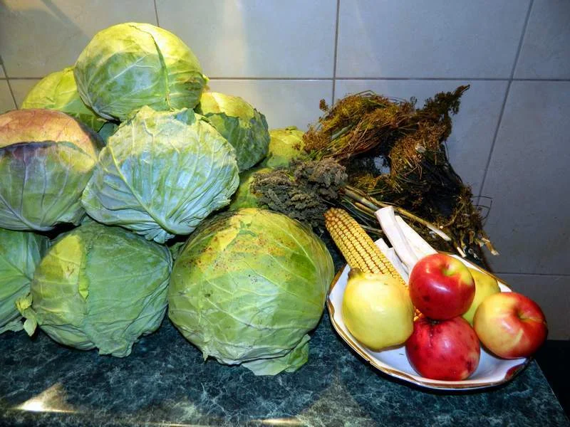 Pickled cabbage for winter