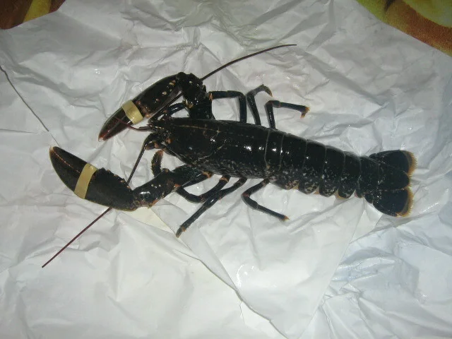 American lobsters with soy sauce and lemon