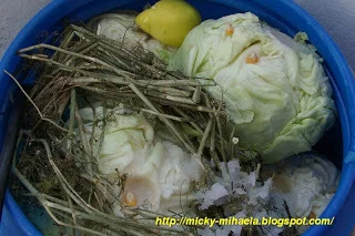 How to pickle cabbage